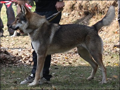 Avabil Grey, 1,5 year old