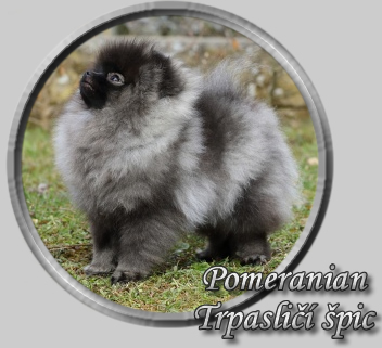 Pomeranian --- Trpasličí špic