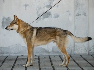 Trapper Grey Střípek snů