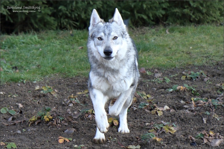 Violet Grey Střípek snů