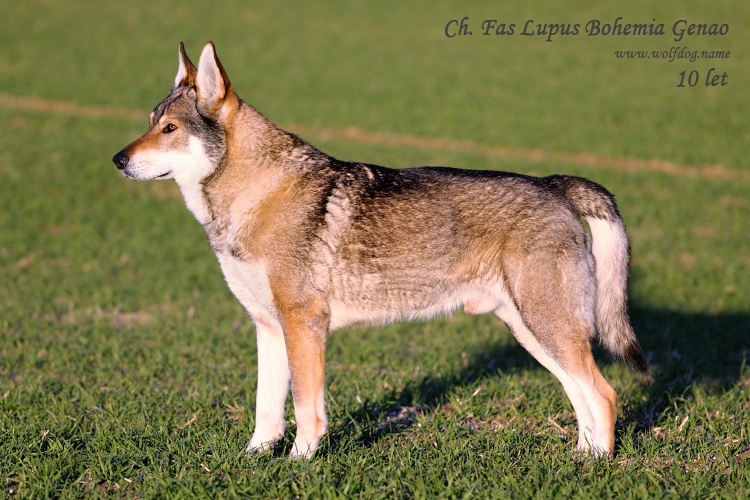 Ch. Fas Lupus Bohemia Genao - 10 let