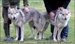 g_grey_stripek_snu_600.jpg