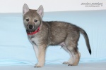 stripek_snu_harry_grey_6weeks__20121215_029.JPG