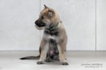 stripek_snu_j_grey_zeleny_5weeks_018.JPG