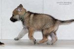 stripek_snu_j_grey_zeleny_5weeks_029.JPG