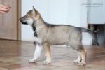 stripek_snu_navar_6weeks_0033.JPG