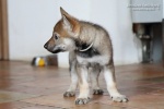 stripek_snu_navar_6weeks_0042.JPG