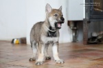 stripek_snu_navar_6weeks_0049.JPG