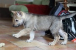 stripek_snu_nero_6weeks_0040.JPG