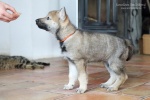 stripek_snu_nora_6weeks_111-1.JPG