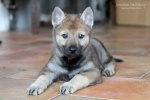 stripek_snu_nora_6weeks_141-1.JPG