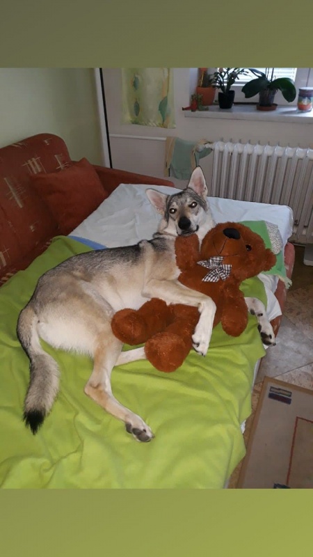Klikněte pro zobrazení původního (velkého) obrázku