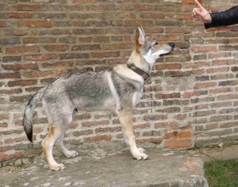 Klikněte pro zobrazení původního (velkého) obrázku