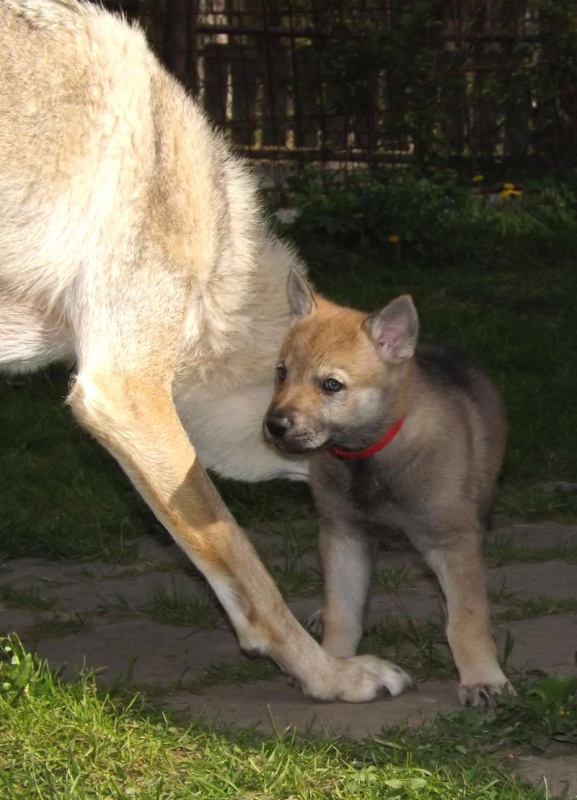 Klikněte pro zobrazení původního (velkého) obrázku