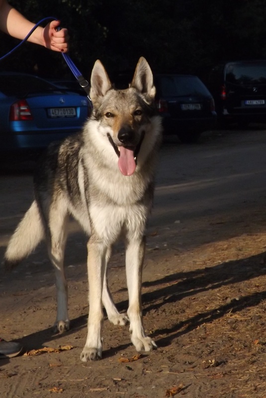 Klikněte pro zobrazení původního (velkého) obrázku