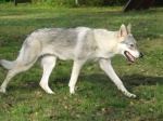 Název souboru=DSCF6105.jpg
Velikost souboru=163KB
Rozměry=800x600
Datum přidání=14. Říjen 2017 DSCF6105.jpg